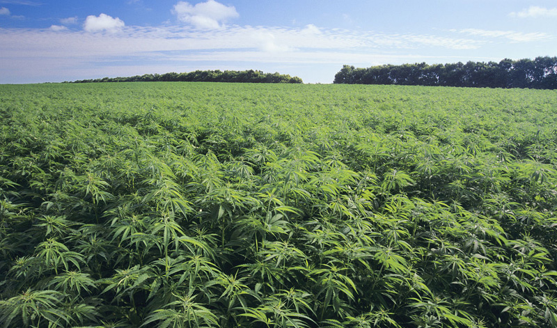 工業大麻1-xiao